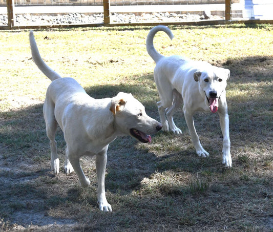 Ziggy and Trouble at the Candle Shop in Willis, Texas.