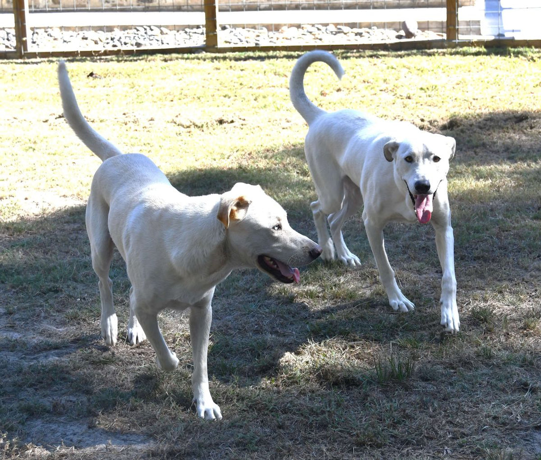 Ziggy and Trouble at the Candle Shop in Willis, Texas.