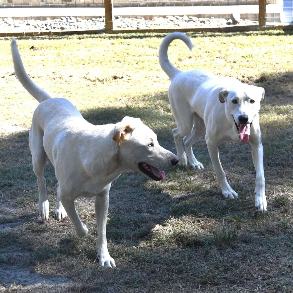 Ziggy and Trouble are the are the muscle at the Willis Candle Shop.