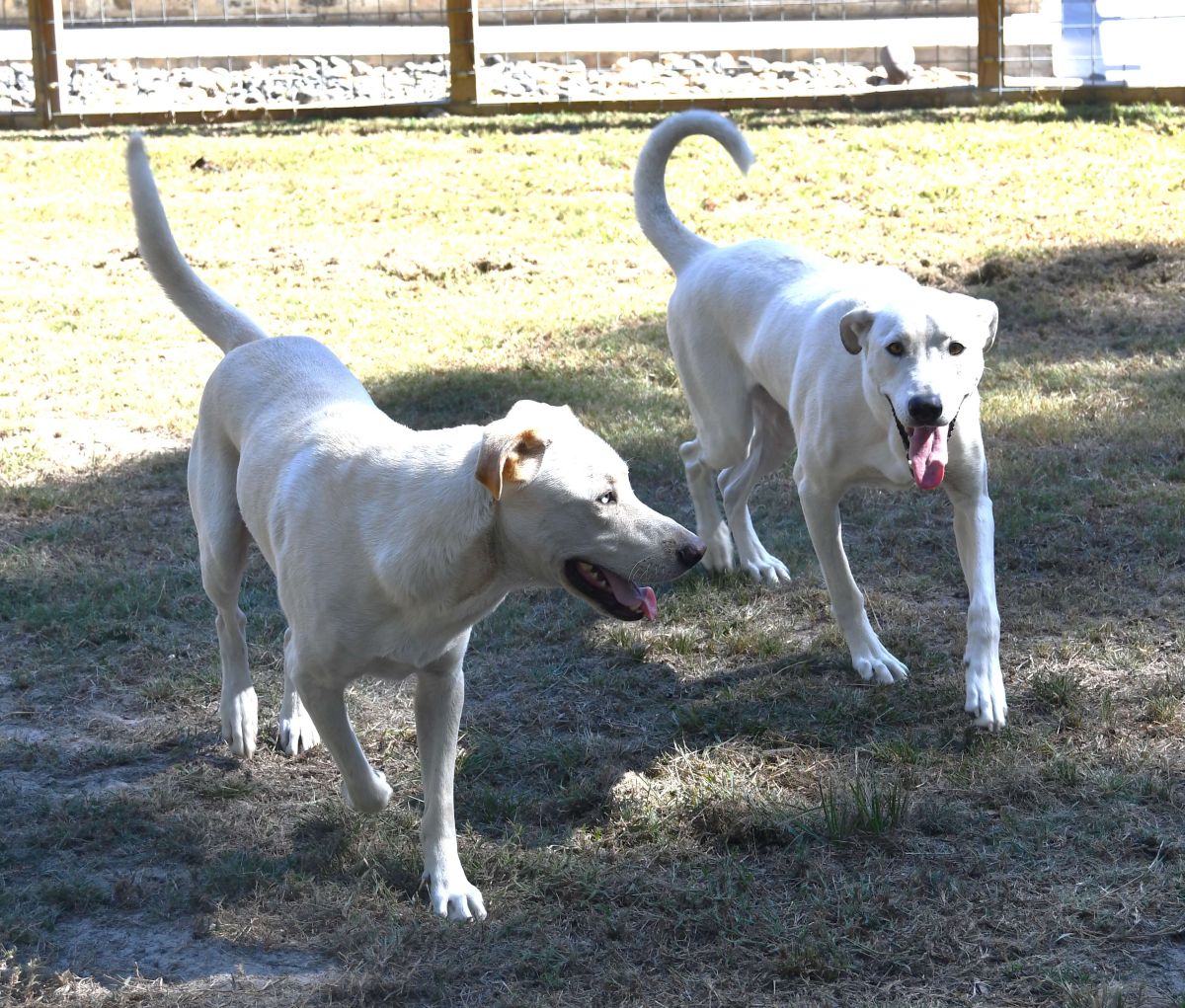 Ziggy and Trouble are security dogs at Willis Candle Shop.